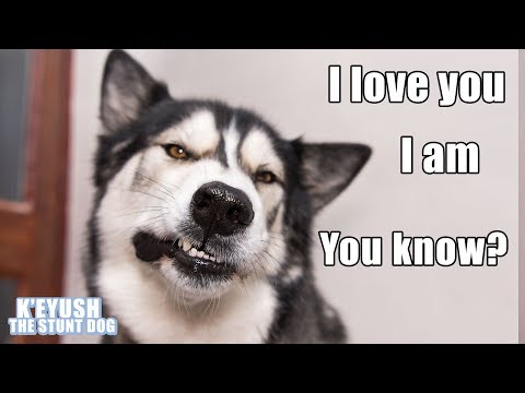 15 Times My HUSKY Spoke Near Perfect English! The Best He Can!