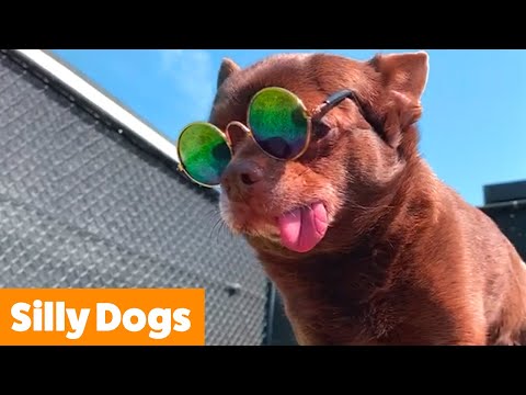 Adorable Silly Dogs | Funny Pet Videos