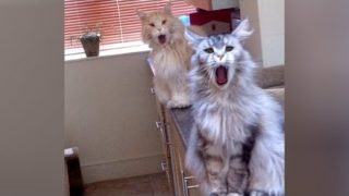 ANIMAL SOUNDS so WEIRD you'll be CONFUSED! – Super FUNNY ANIMAL VIDEOS
