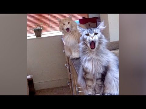 ANIMAL SOUNDS so WEIRD you'll be CONFUSED! – Super FUNNY ANIMAL VIDEOS