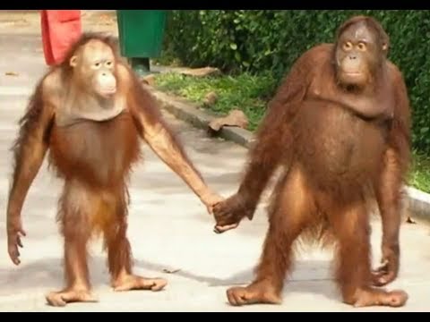Animals Acting like Humans #1 • Reddit Compilation
