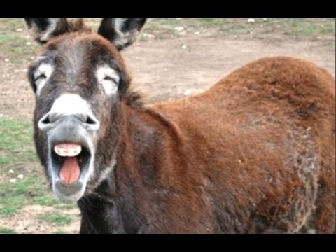 Animals Making Funny Noises – A Funny Animal Sounds Compilation 2016