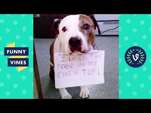 Best GUILTY Pets & Animals Compilation | Funny Vines