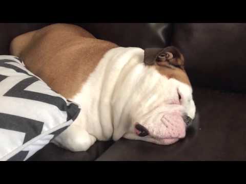 Bulldog Snoring makes Funny Noises