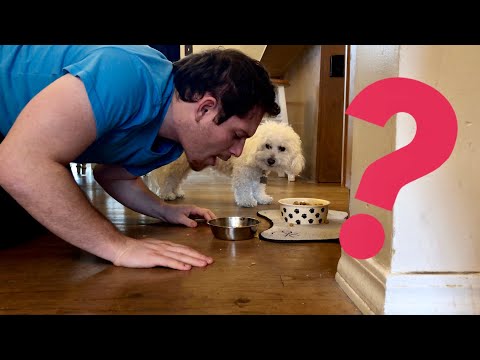 Confusing my Dog by Acting like him!