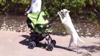 Dogs Acting Like Humans Compilation