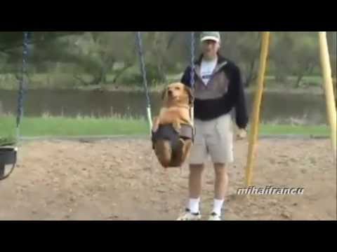 Dogs acting like humans – Funny Videos