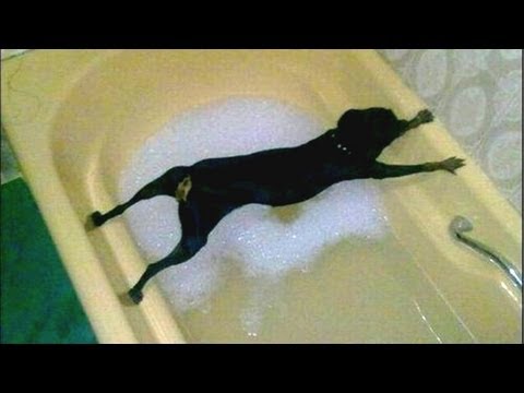 Dogs just don't want to bath – Funny dog bathing compilation