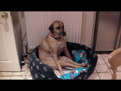 DOGS making FUNNY NOISES will make you BURST into LAUGHTER – Funny DOGS making noises compilation