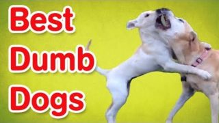 Dumb Dogs | Funny Dog Compilation