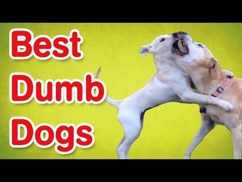 Dumb Dogs | Funny Dog Compilation