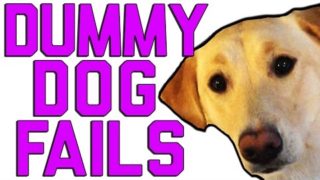 Dummy Dogs | "Dog Fails" | FailArmy