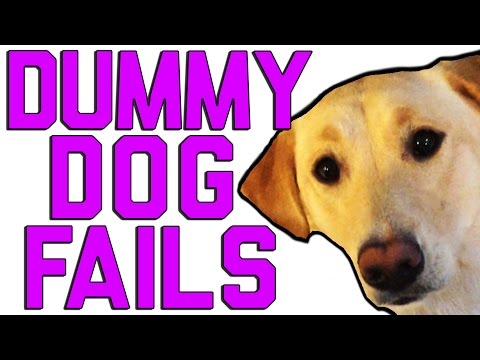 Dummy Dogs | "Dog Fails" | FailArmy