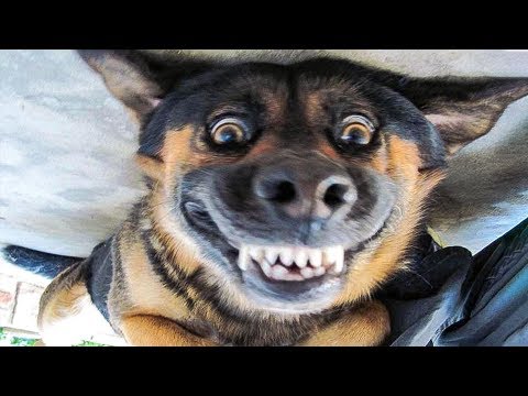 ? Funniest ? Dogs and ? Cats – Awesome Funny Pet Animals' Life Videos ?