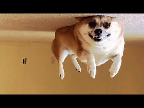 ? Awesome Funny ? Dogs And Cats ? –  Funniest And Cute Pet Videos