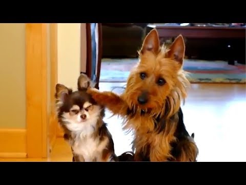 ? Funny Guilty Dogs ? Compilation