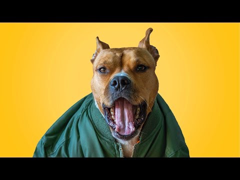 ? Funny Talking Dogs ? Compilation