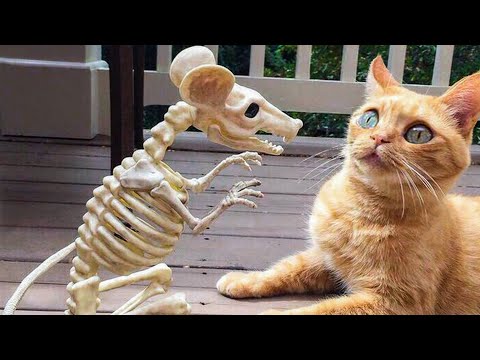 ? Funniest ? Dogs and ? Cats – Awesome Funny  Animals Videos ?