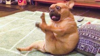 ? Funniest ? Dogs And ?Cats – Try Not To Laugh – Best Of The Funny Animal Videos