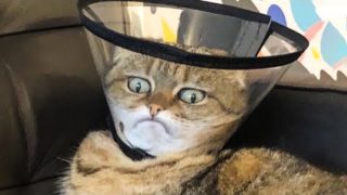 ? Funniest ?Cats And ? Dogs – Try Not To Laugh – Best Of The Funny Animal Videos