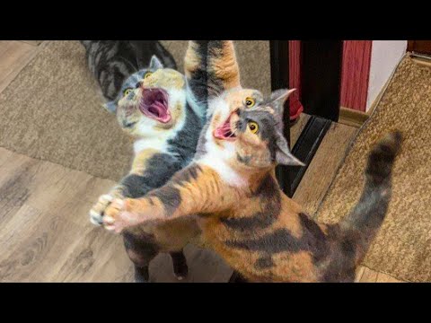 ? Funniest ?Cats And ? Dogs – Try Not To Laugh – Best Of The Funny Tik Tok Videos