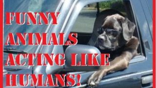 Funny Animals Acting Like Humans Compilation 2016 ►Funny Animals Try not to Laugh or Grin Challenge!