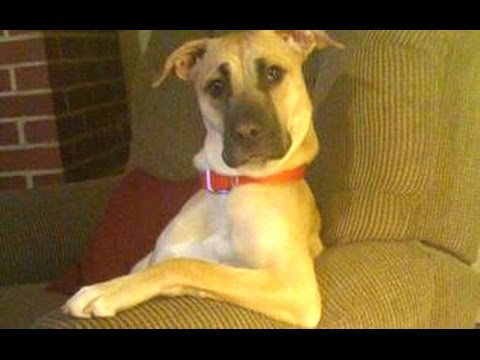 Funny Dogs Acting Like Humans Compilation 2015