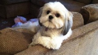 Funny Dogs Acting Like Humans Compilation 2016 || NEW HD
