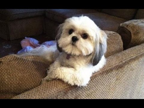 Funny Dogs Acting Like Humans Compilation 2016 || NEW HD