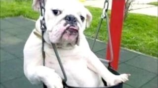 Funny Dogs Behaving Like Humans – Dogs Acting like Humans || BEST OF