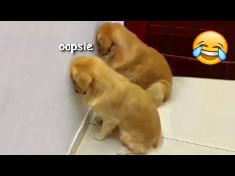 Funny guilty doggos