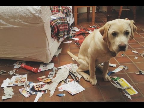 Funny Guilty Dogs Compilation (2017)