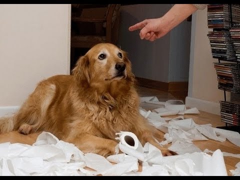 Funny Guilty Dogs Compilation