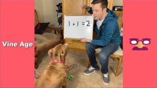 Funny Robby and Penny Tik Tok Video 2020 | Best Funny Dog Talking Compilation – Vine Age ✔