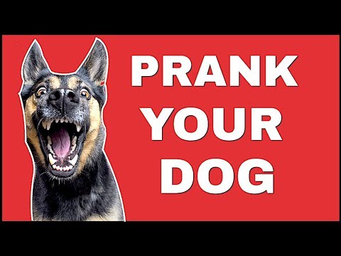 Funny Sound To Prank Your Dog ( LAUGH HARD ) - Funny Dog ...