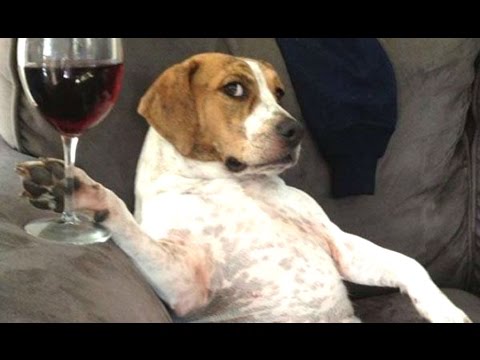 Funny Videos Of Funny Animals Behaving Like Humans 2016 [BEST OF]