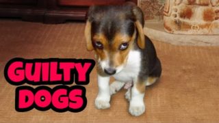 Guilty Dogs Compilation (2019) | Who Did That?