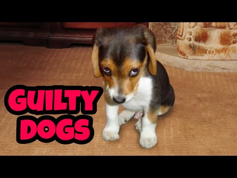 Guilty Dogs Compilation (2019) | Who Did That?