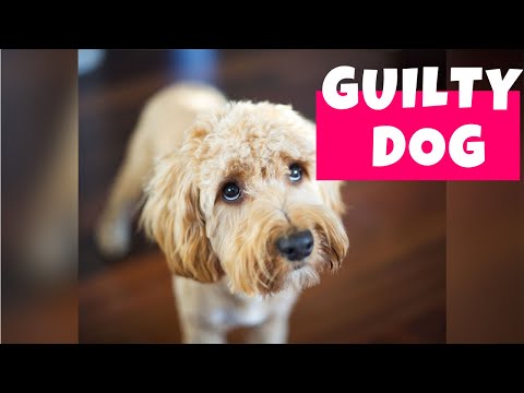 Guilty Dogs Compilation II (2020) | Who Did That?