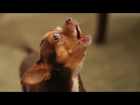 Hilarious Dogs Making Funny Noises Compilation