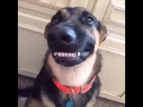 Hilarious Guilty Dogs Compilation 2016!