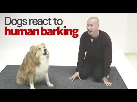 How Dogs React to a Human Barking | Voice Actor Pranks Dogs