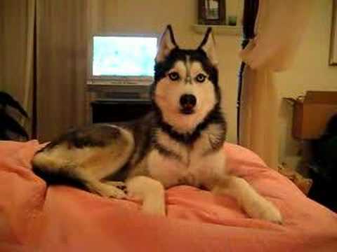 Husky Dog Talking – " I love you "