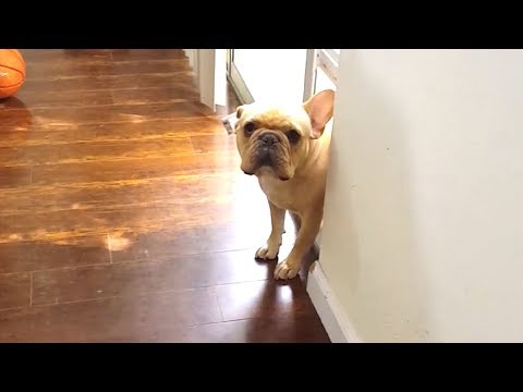 Hysterical Dog Moments Caught On Camera | Funny Dogs 2019