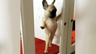 LAUGH NOW at the FUNNIEST DOGS – BEST & CUTEST DOG compilation