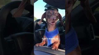 Moonpie Starbox Tik Toks compilation February 2020