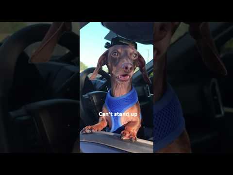 Moonpie Starbox Tik Toks compilation February 2020
