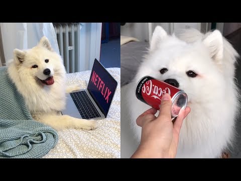 My Dog Acting Like Humans [FUNNY SUBTITLES] ?