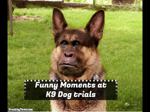 Police Dog funny moments