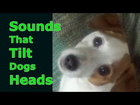 Sounds That Tilt Dogs Heads Sounds Dogs Love Most Dog TV Dog Treat